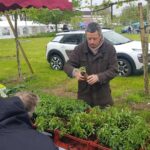 stand pied de tomate