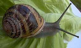 Escargot peiti gris