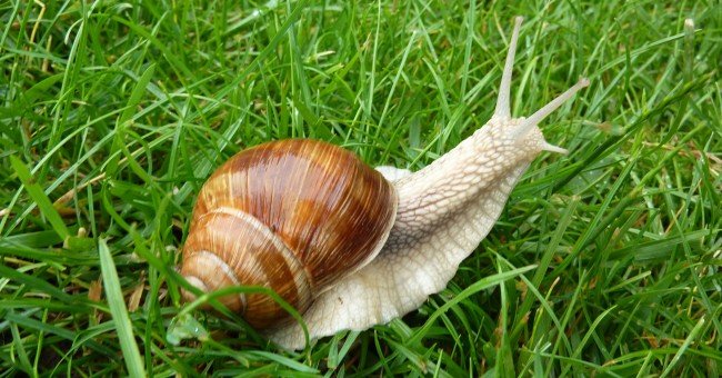 escargot bourgogne
